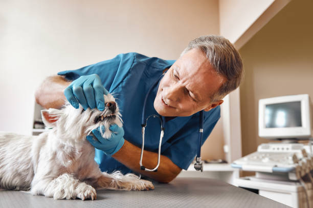 Best Emergency Wisdom Tooth Extraction in Webster City, IA